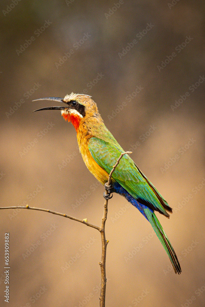 Fototapeta premium White-fronted bee-eater (Merops bullockoides)(Rooikeelbyvreter) in Kruger National Park