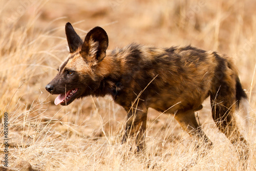 African Wild Dog (painted dog) (Lycaon pictus) in Kruger National Park