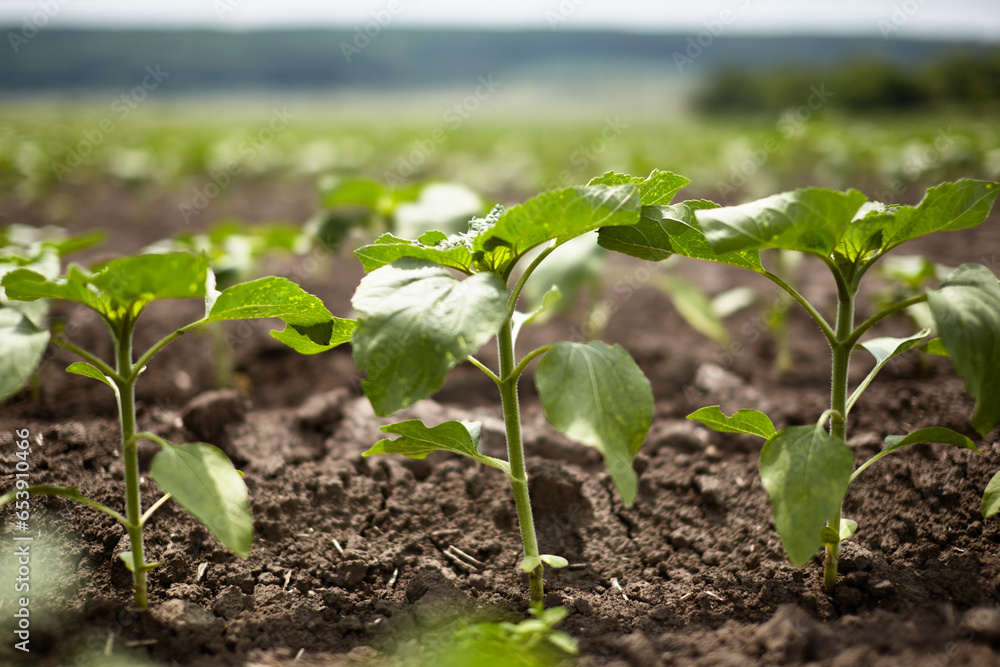 Young sunflowers sprouted on the black soil. Young sunflowers sprouted on the black soil.
