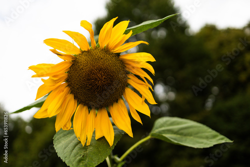 sunflower in the field