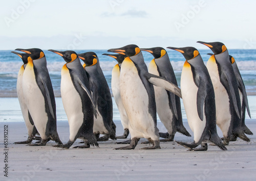 King Penguin Flock