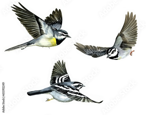 Watercolor painting set of Black-throated Gray Warblers flying isolated on a white background