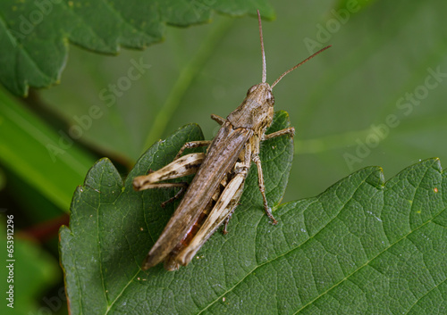 Grasshopper on leaf