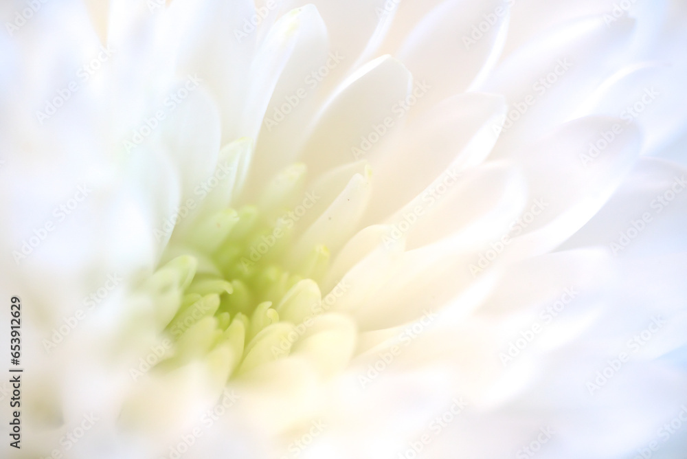 macro of beautiful white flower