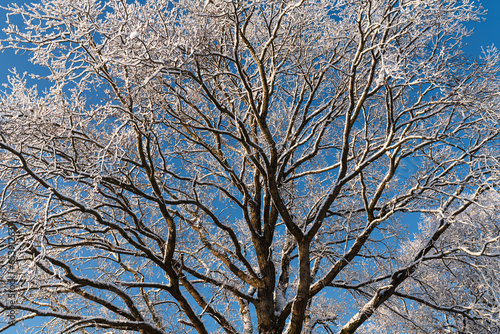 Drzewo pokryte   niegiem na tle zimowego nieba