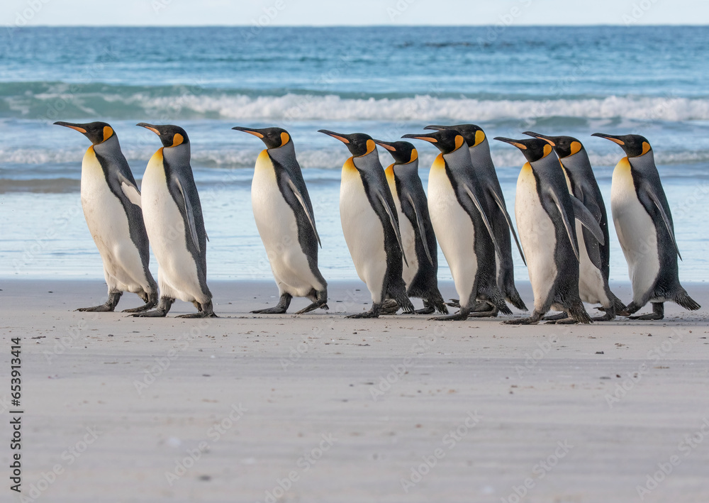 Obraz premium King Penguin Flock