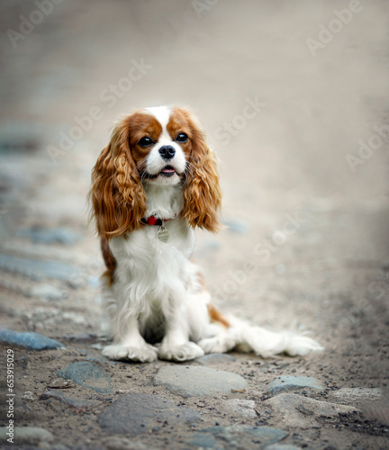 Fotografija cavalier king charles spaniel puppy