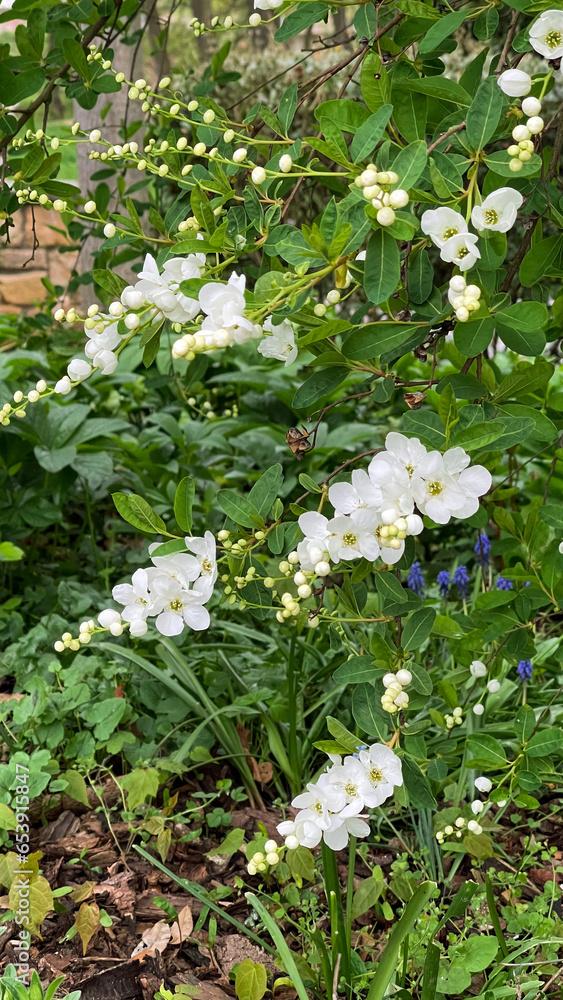 White flowers on the branches of a bush in the garden in spring White flowers on the branches of a bush in the garden in spring