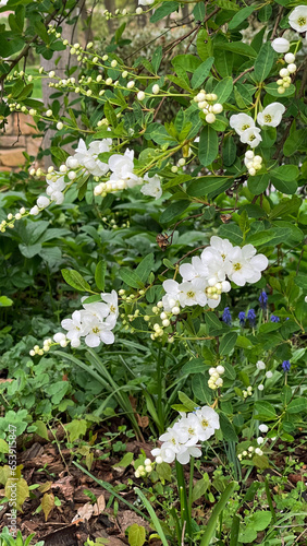 White flowers on the branches of a bush in the garden in spring