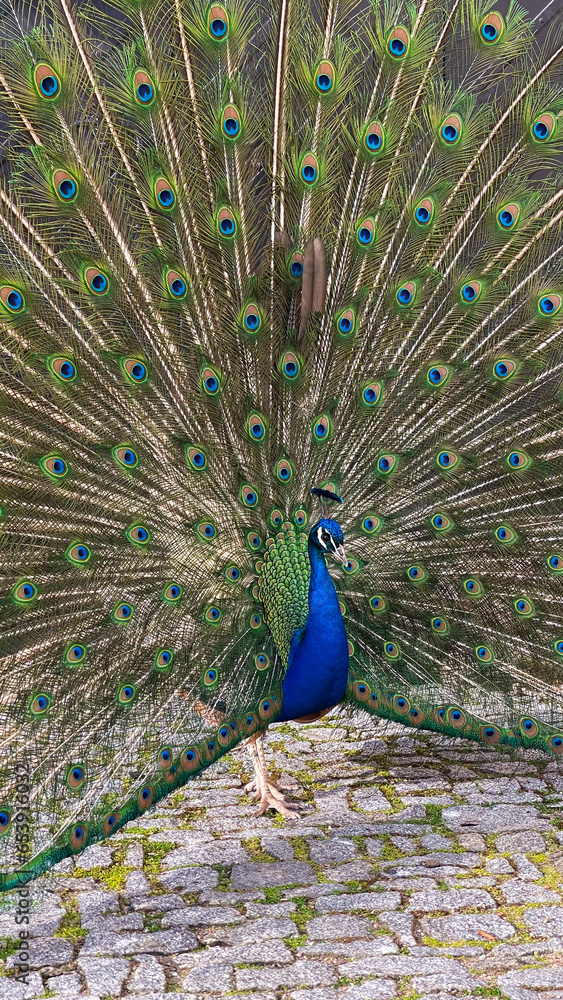 Obraz premium Portrait of a peacock with feathers out in the park.