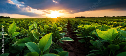 A field of green soy plants with a sunset in the background. WIde angle view.