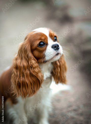 Obraz na płótnie cavalier king charles spaniel