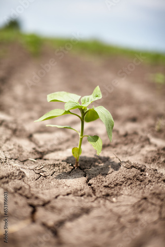 Принти на полотні Sunflower sprouts through dry ground, cracked earth from drought.