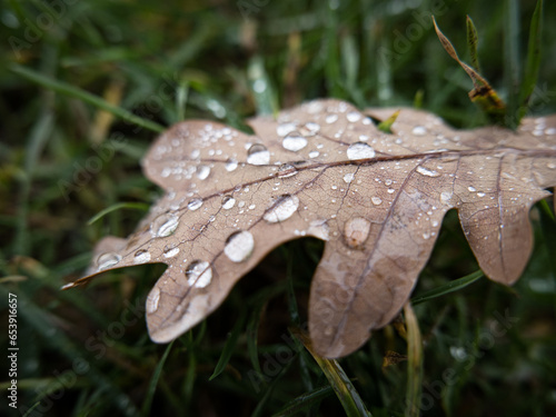 rain drops on a leaf