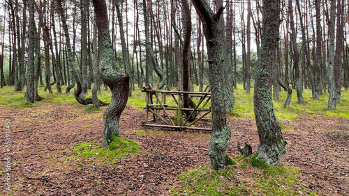 Dancing forest of the Curonian Spit in Kaliningrad. Anomaly for a pine forest, curvature of pine trunks, uncharacteristic tree shapes, mysterious changes in coniferous trees, Kaliningrad region,  photo