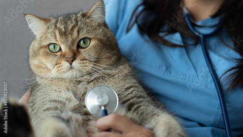 British short hair cat at veterinarian
