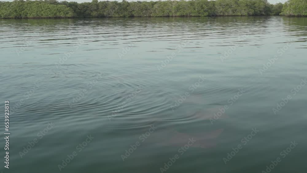 school of rays gliding through the calm waters of a mangrove forest of the Galapagos islands in the sunset of the early morning hours. school of rays gliding through the calm waters of a mangrove forest of the Galapagos islands in the sunset of the early morning hours.