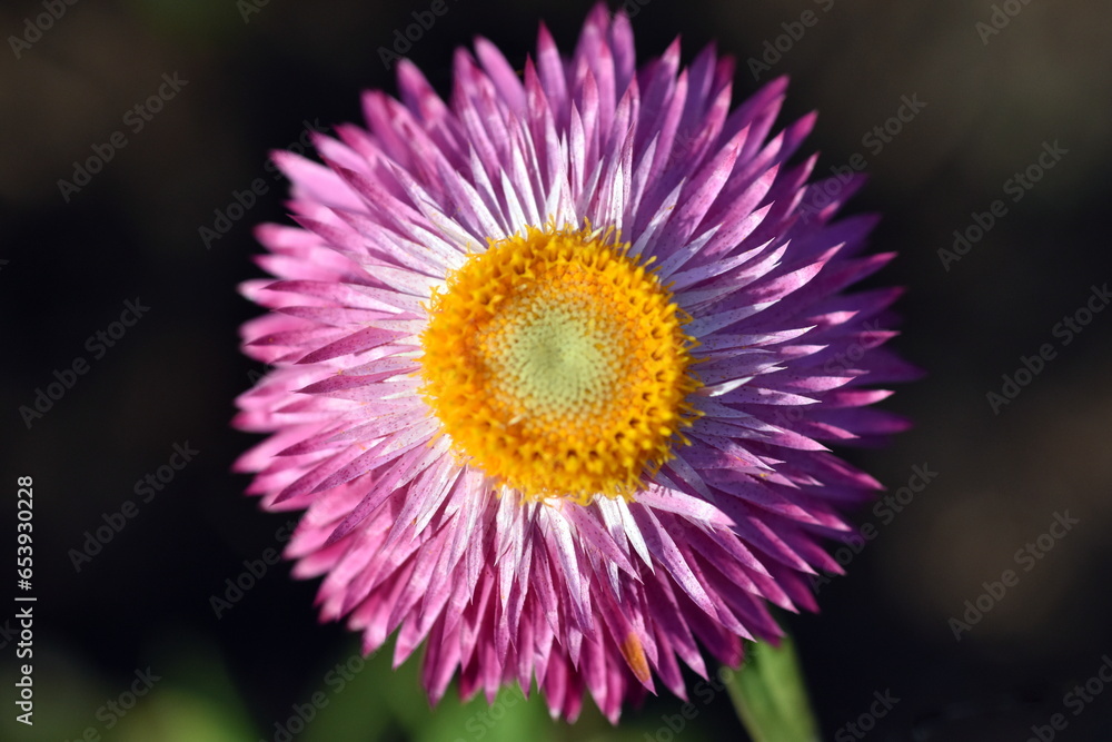 Nahaufnahme einer Garten-Strohblume Nahaufnahme einer Garten-Strohblume