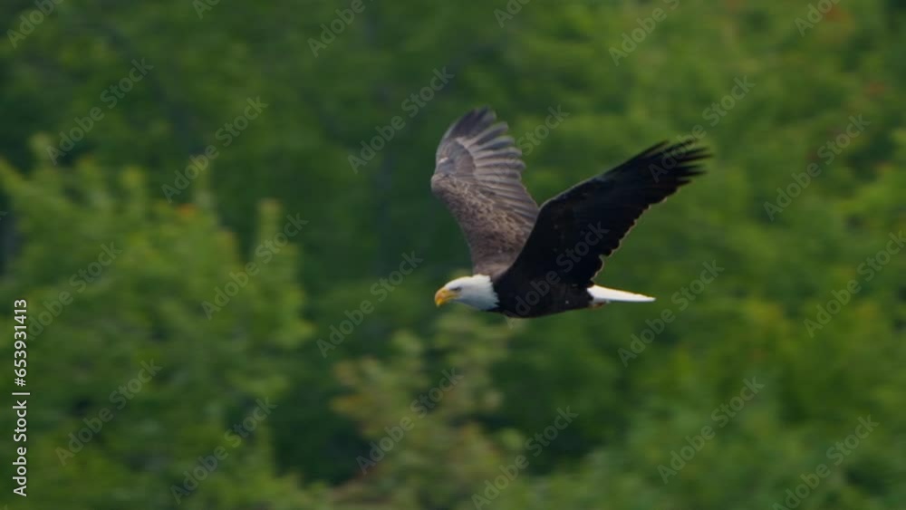 Majestic Bald Eagle Flying In Slow Motion Close Up Bird Eagle Flying