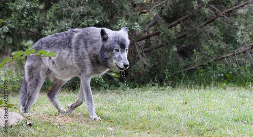 Timber Wolf with Drool on Muzzle.  Stunning Canis lupus Wildlife Image in Natural Habitat.  Wildlife Photography. 