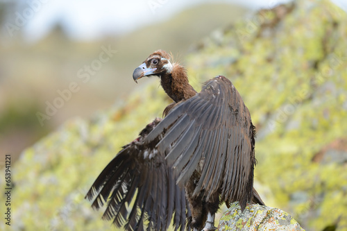 Portrait of a Cinereous Vulture on a yellow background. photo