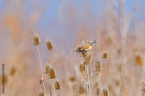 European Goldfinch feeding on plant seeds.