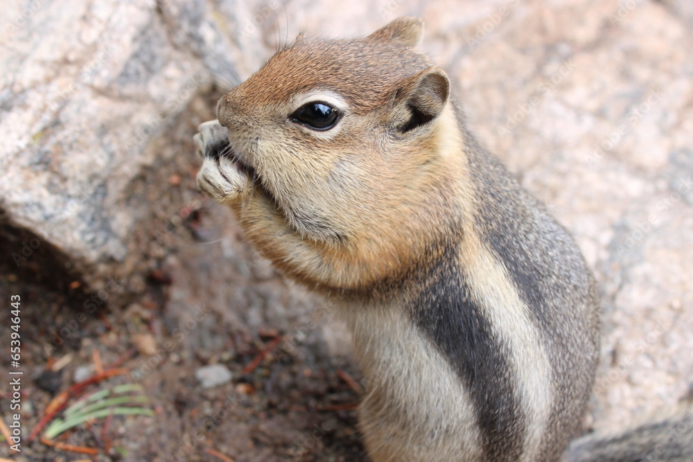 Fototapeta premium Chubby Chipmunk