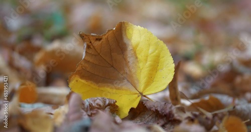 Yellow brown autumn leaf sways in the wind