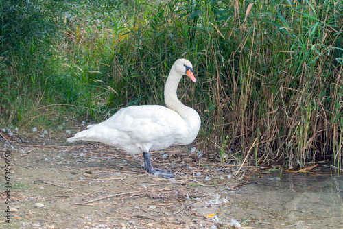 Mute Swan: Graceful Mute Swans Gliding Serenely on Vienna's Lake.