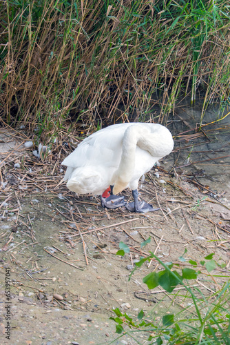 Mute Swan: Graceful Mute Swans Gliding Serenely on Vienna's Lake.