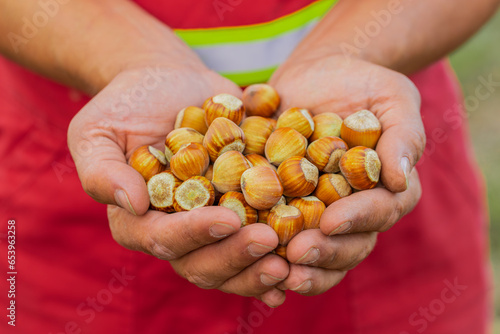 Close-up of man farmer shows pile of raw green unshelled hazelnuts in palm of hands in garden. Agronomist gardener in jumpsuit holds good harvest. Growing ripe hazel nuts. Healthy food, eco-friendly