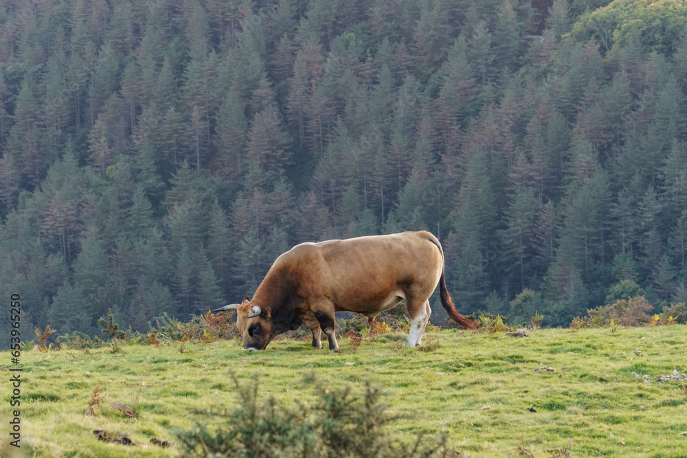 Cow bull standing on meadow with forest covered hills in background Basque Country, Spain