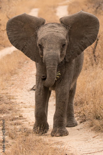 Baby elephant