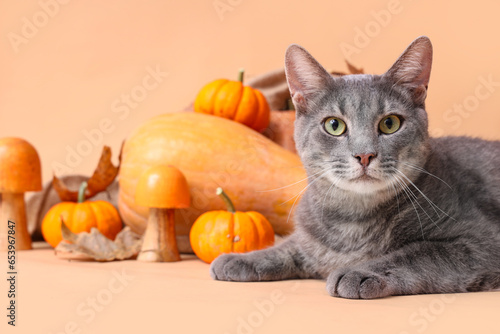 Cute cat with pumpkins on beige background  closeup. Thanksgiving Day celebration