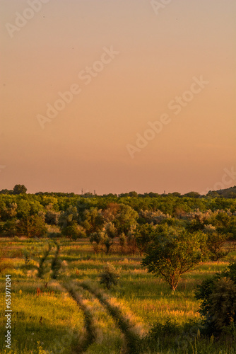 Dirt rural road in a green field, with green trees growing alongside, during the golden hour. © Kykes_