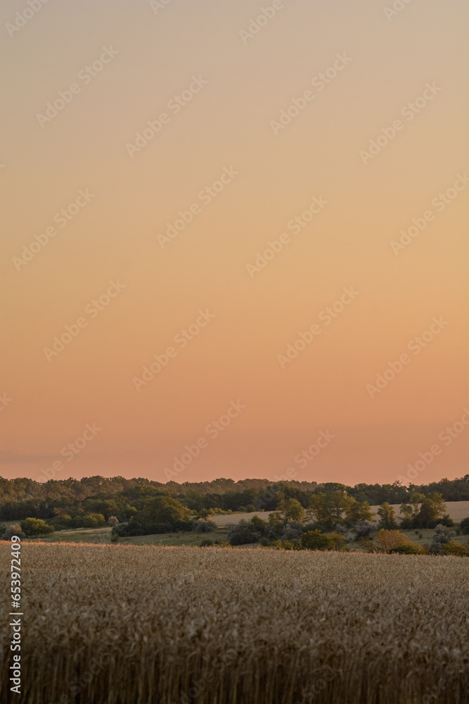 Wheat fields on hills, against an orange sky.