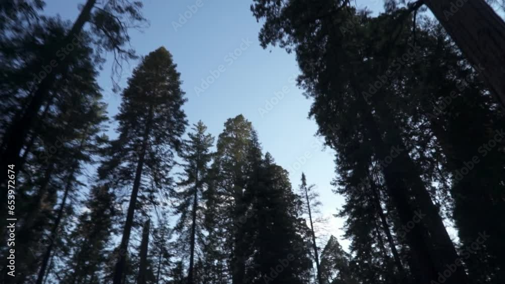 Driving Under Very Tall Trees Canopy in Sequoia Forest National Park - White Fir, Sugar Pine, Incense Cedar, Red Fir, and Ponderosa Pine Driving Under Very Tall Trees Canopy in Sequoia Forest National Park - White Fir, Sugar Pine, Incense Cedar, Red Fir, and Ponderosa Pine