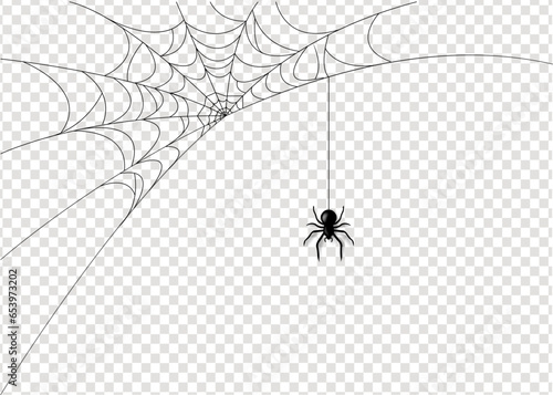 Fototapeta Spider With Isolated White Background