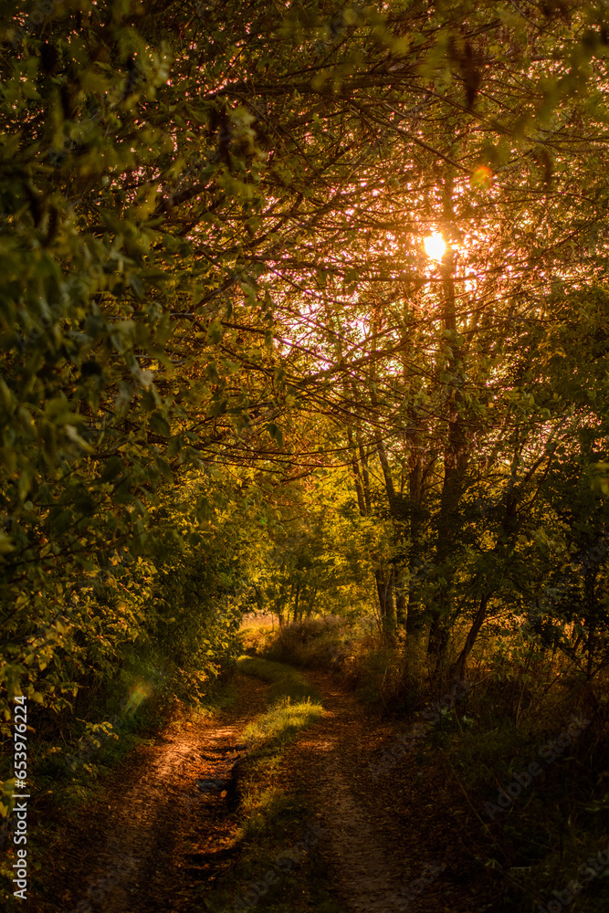A rural dirt road in the forest, with the golden sunset peeking through branches of green trees