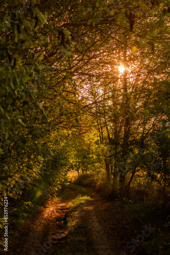 A rural dirt road in the forest  with the golden sunset peeking through branches of green trees