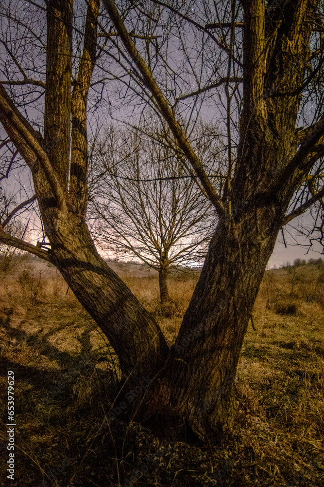 Moonlit Forest: Nocturnal Beauty Amongst the Trees Moonlit Forest: Nocturnal Beauty Amongst the Trees