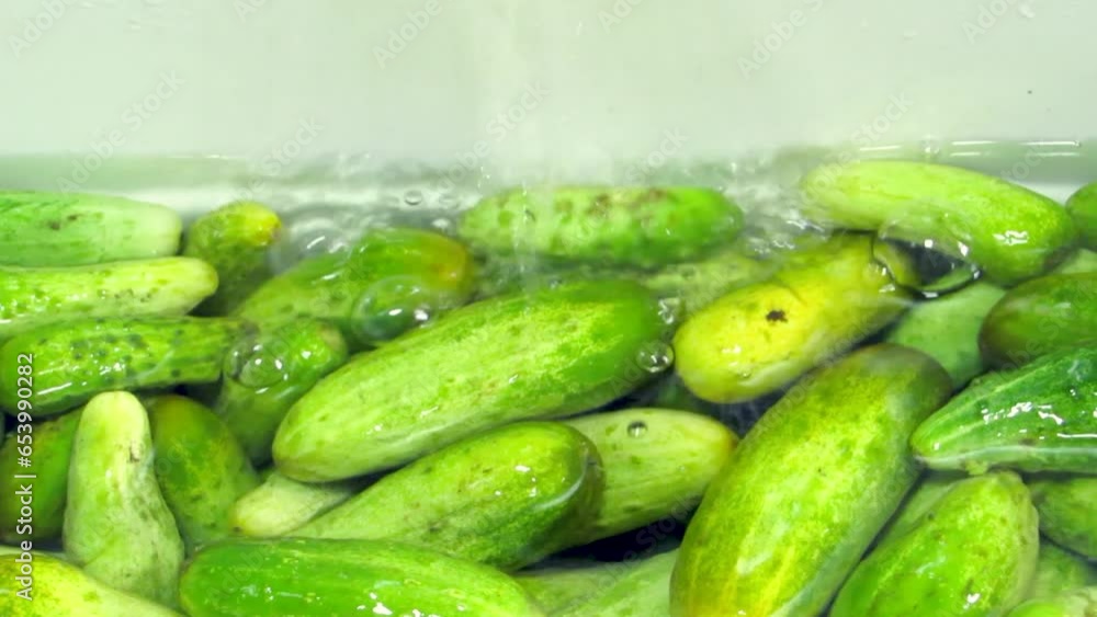 Cucumbers lie in water, tap water is poured on them, washing cucumbers before pickling, canning. Cucumbers lie in water, tap water is poured on them, washing cucumbers before pickling, canning.