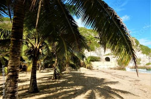 Sprawling branches of palm trees invite you to relax in the shade on the warm sand overlooking the historical Guajataca Tunnel on the island of Puerto Rico. photo