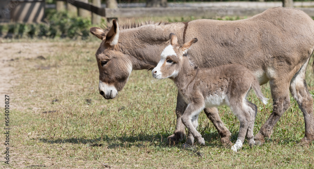 Adorable Baby Donkey with Protective Mother. A Touching Rural Farm Scene. Photography. Adorable Baby Donkey with Protective Mother. A Touching Rural Farm Scene. Photography.