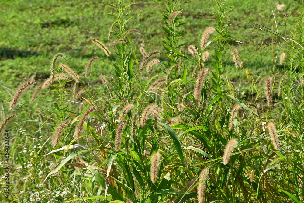 Green bristle grass / Fox tail grass ( Setaria viridis ). Poaceae annual weeds. Column-shaped inflorescences with many hairs and a brush-like appearance. Green bristle grass / Fox tail grass ( Setaria viridis ). Poaceae annual weeds. Column-shaped inflorescences with many hairs and a brush-like appearance.
