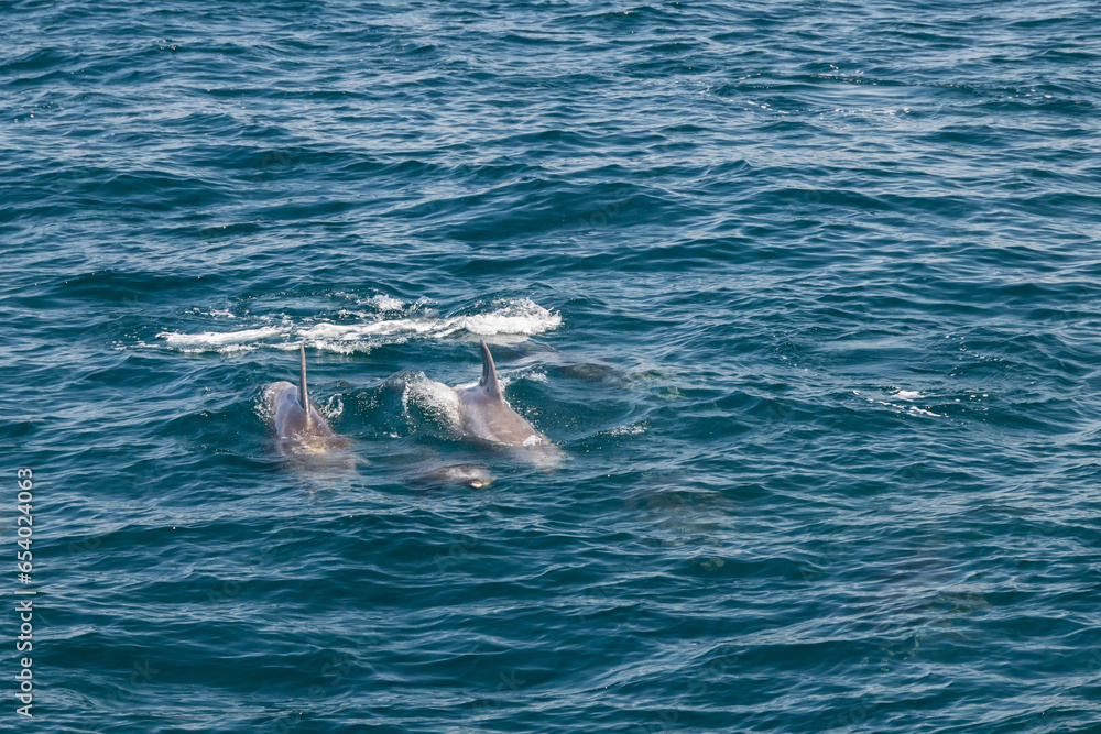 Naklejka premium Dolphins in the Pacific Ocean