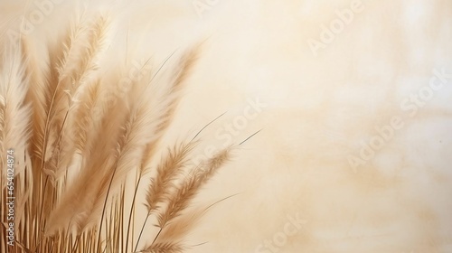 Dry pampas grass reeds agains on beige copy space background
 photo