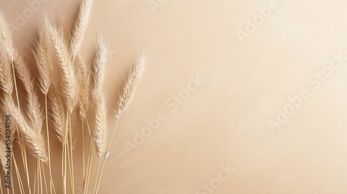 Dry pampas grass reeds agains on beige copy space background 