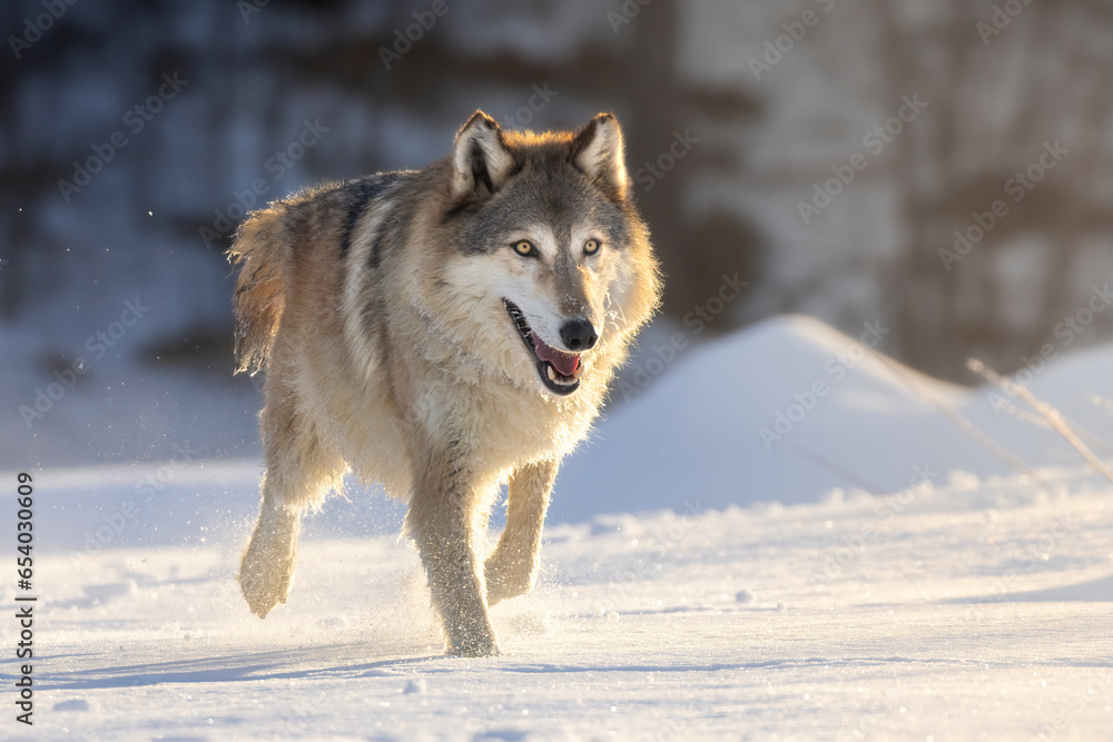 Frolic in the winter wonderland. Large North American adult Gray Wolf (Canis lupus) gallops through snow as day breaks. Golden hour covering cold landscape. Taken in controlled conditions 