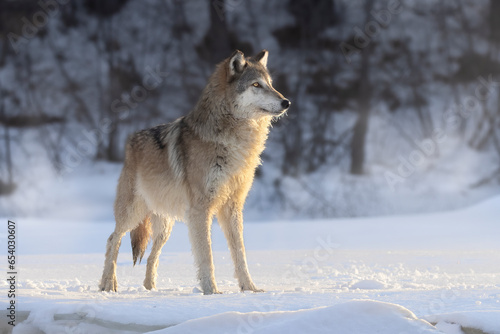 Adult North American Gray Wolf  Canis lupus  in winter landscape. Large canine mammal at dawn  apex predator on the hunt in the snow. Taken in controlled conditions